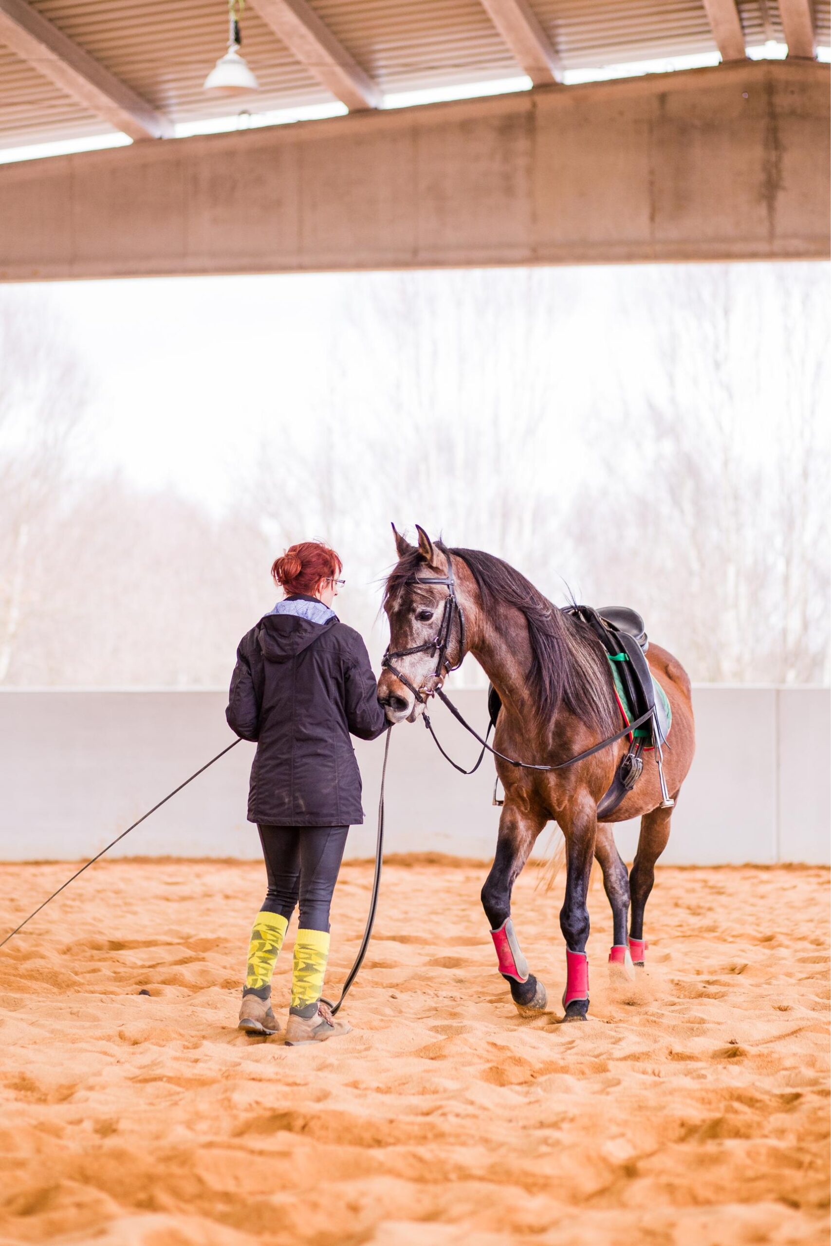 equestrian sand, horse training in riding hall